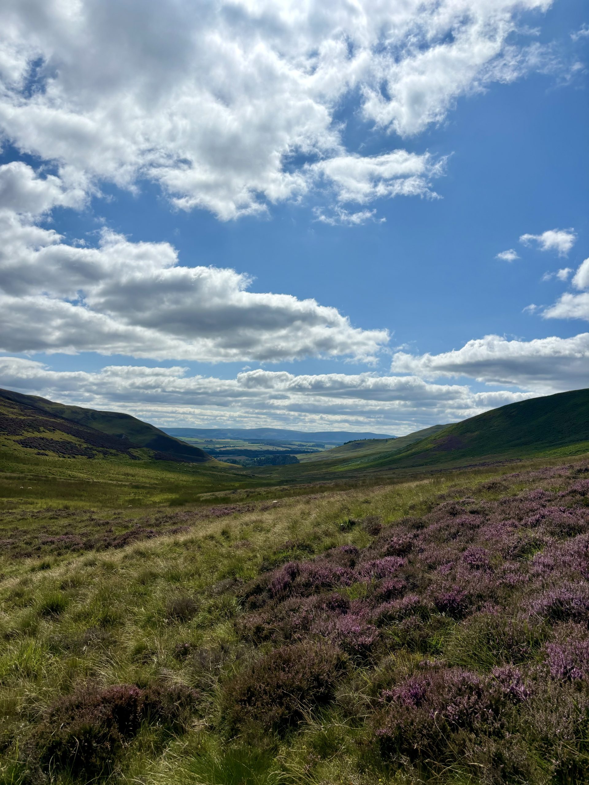 Healther in the pentland hills.