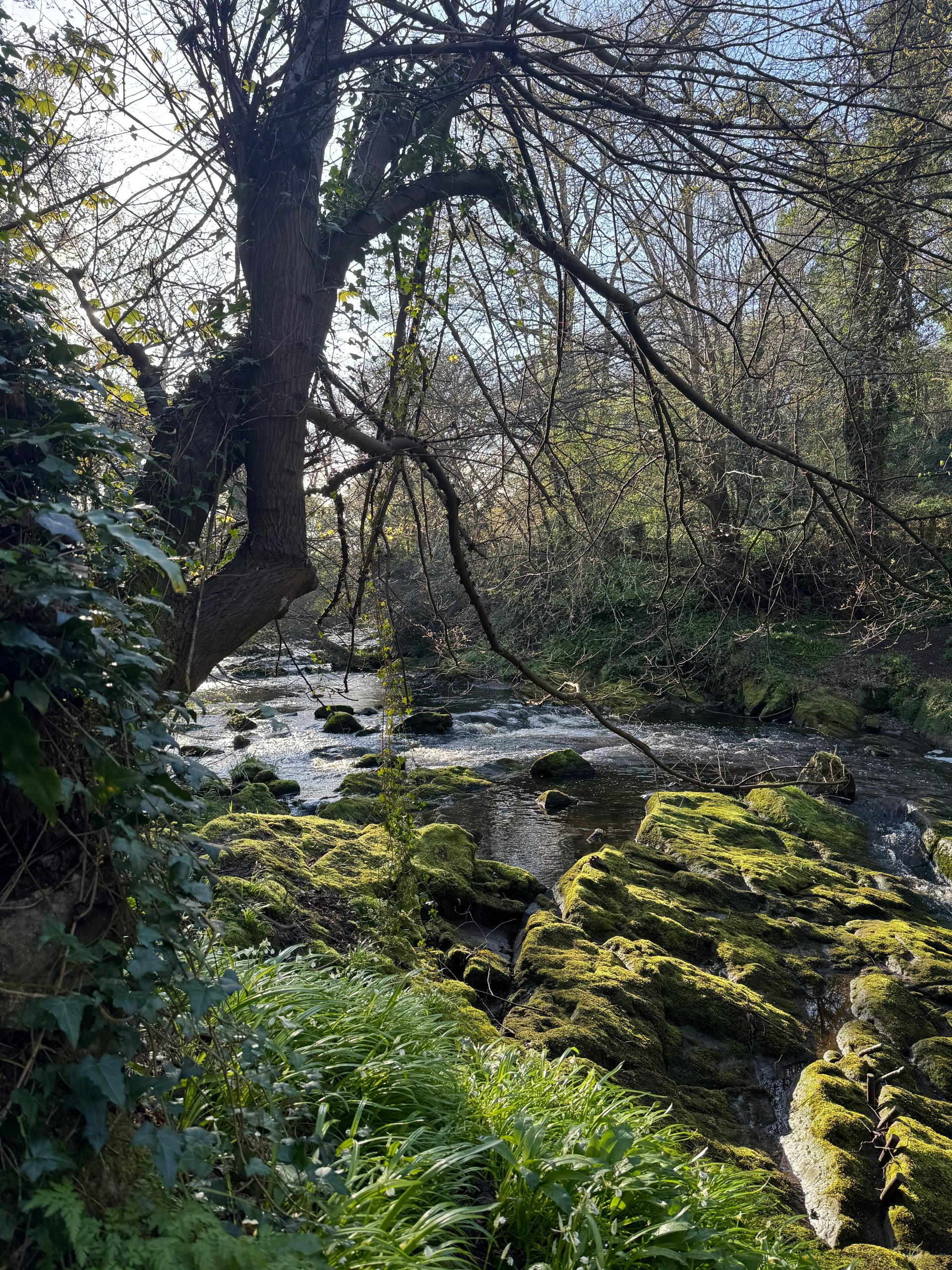 Colinton - Water of Leith
