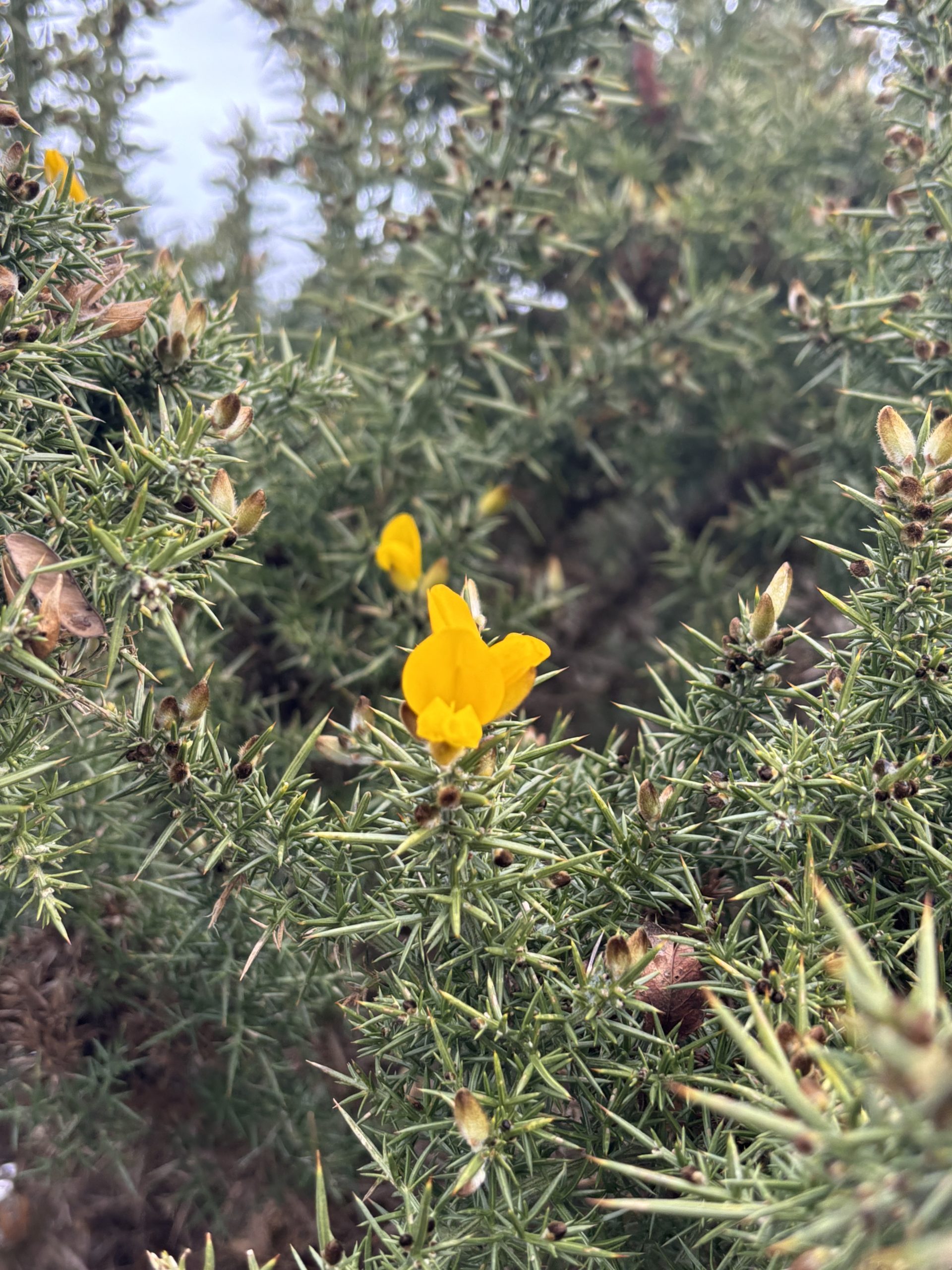 Gorse Flower