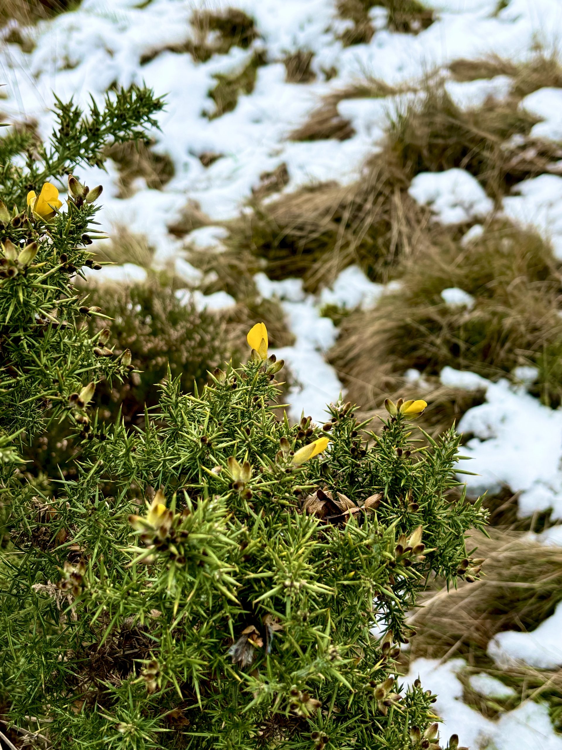 Gorse Flower in the Snow